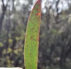 Eucalyptus stricta