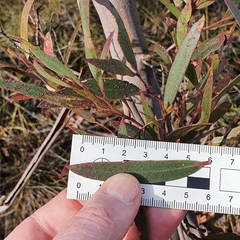 Eucalyptus stricta