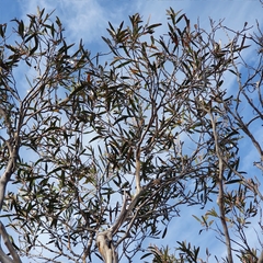 Eucalyptus stricta