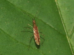 Dicyphus famelicus