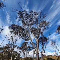 Eucalyptus stricta