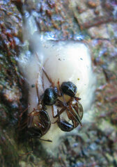 Camponotus arrogans