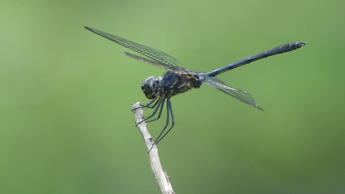 Black Setwing photo 3