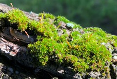 Syntrichia papillosa