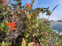 Castilleja litoralis