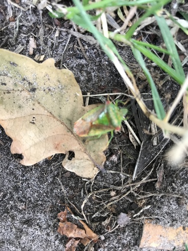 Hawthorn Shield Bug, Oude Dwingelerdijk, Ansen, Drenthe, NL, photo 10 of 10