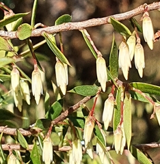 Styphelia setigera