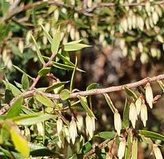 Styphelia setigera