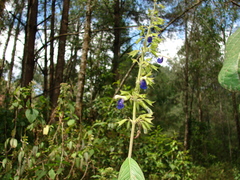 Salvia albocaerulea