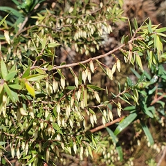 Styphelia setigera