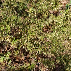 Styphelia setigera