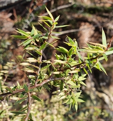 Styphelia setigera