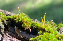 Syntrichia papillosa