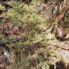 Styphelia setigera