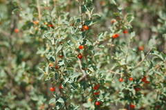 Lonicera microphylla