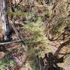 Styphelia setigera