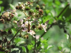 Rubus creticus