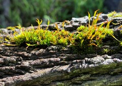 Syntrichia papillosa