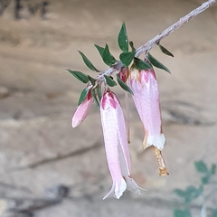 Epacris reclinata
