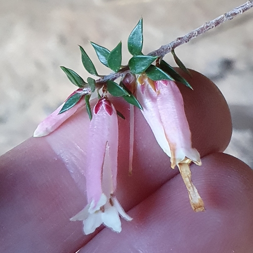 Image of Epacris reclinata by (c) ronavery, some rights reserved (CC BY)