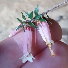 Epacris reclinata