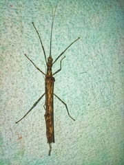 Trachythorax
