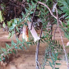Epacris reclinata