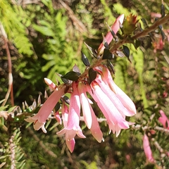 Epacris reclinata