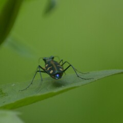 Cosmodela virgula