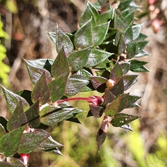 Epacris reclinata