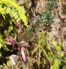Epacris reclinata