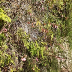 Epacris reclinata