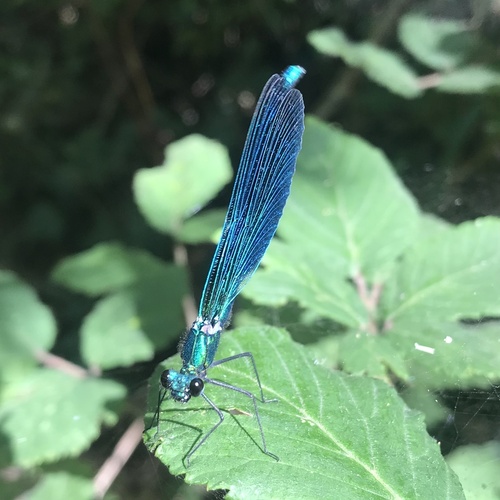 Beautiful Demoiselle