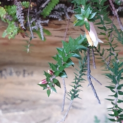 Epacris reclinata