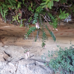 Epacris reclinata