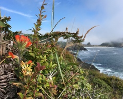 Castilleja litoralis