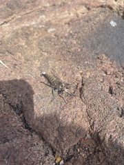 Promachus consanguineus