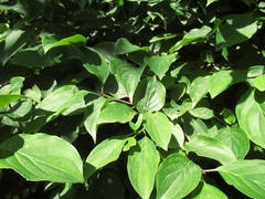 Cornus sanguinea