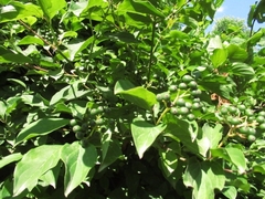 Cornus sanguinea