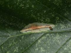 Phyllonorycter stettinensis