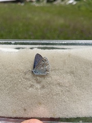 Polyommatus dorylas