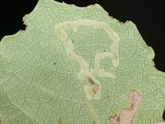 Aulagromyza tremulae