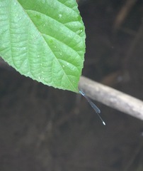 Teinobasis samaritis