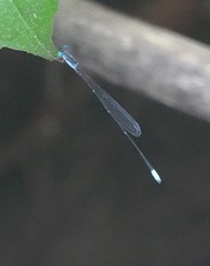Teinobasis samaritis