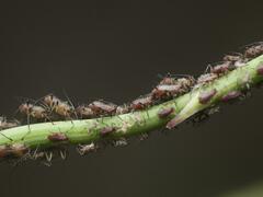 Uroleucon hypochoeridis