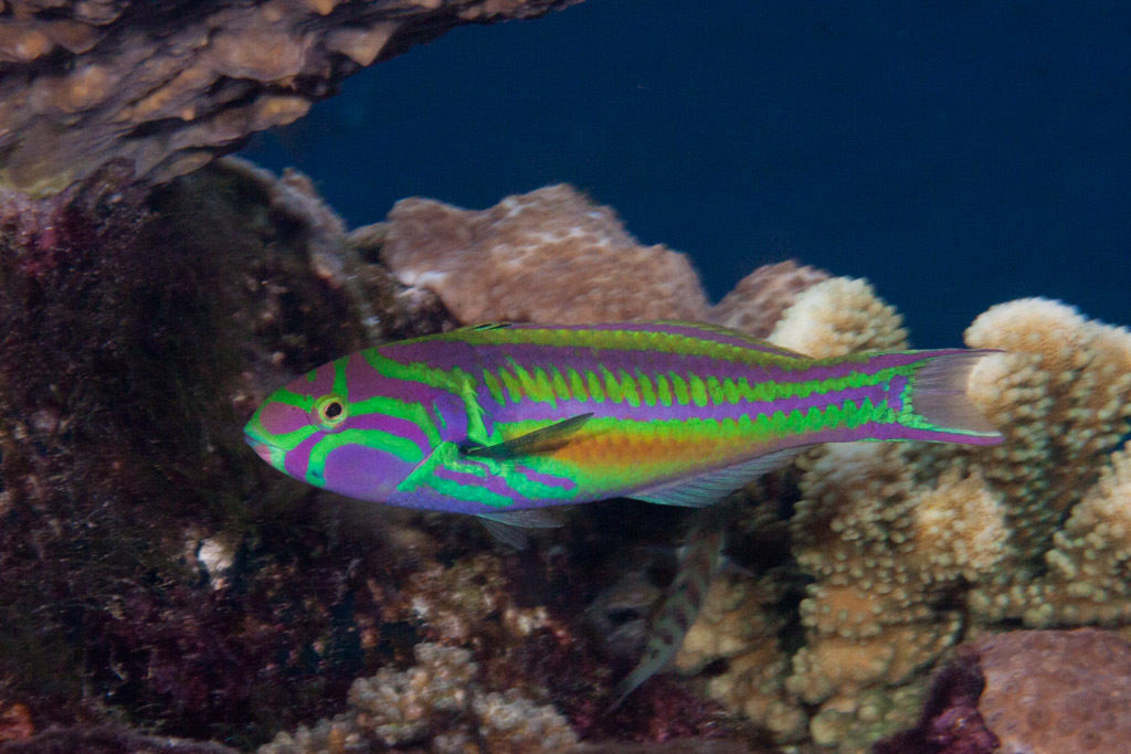 Five striped surge wrasse (Thalassoma quinquevittatum) — Labridae