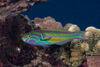Fivestripe Wrasse - Photo (c) Mark Rosenstein, some rights reserved (CC BY-NC)