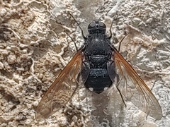 Satyramoeba hetrusca