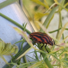 Graphosoma italicum