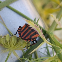 Graphosoma italicum